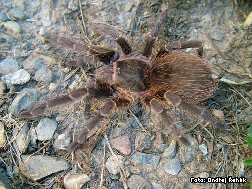 Acanthoscurria sternalis - Samice